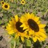 standtallsun
